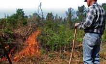 Queima de Sobrantes - autorização 16out2024